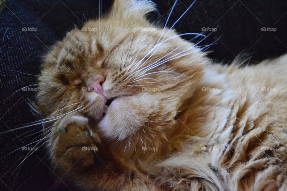 Close-up of resting cat