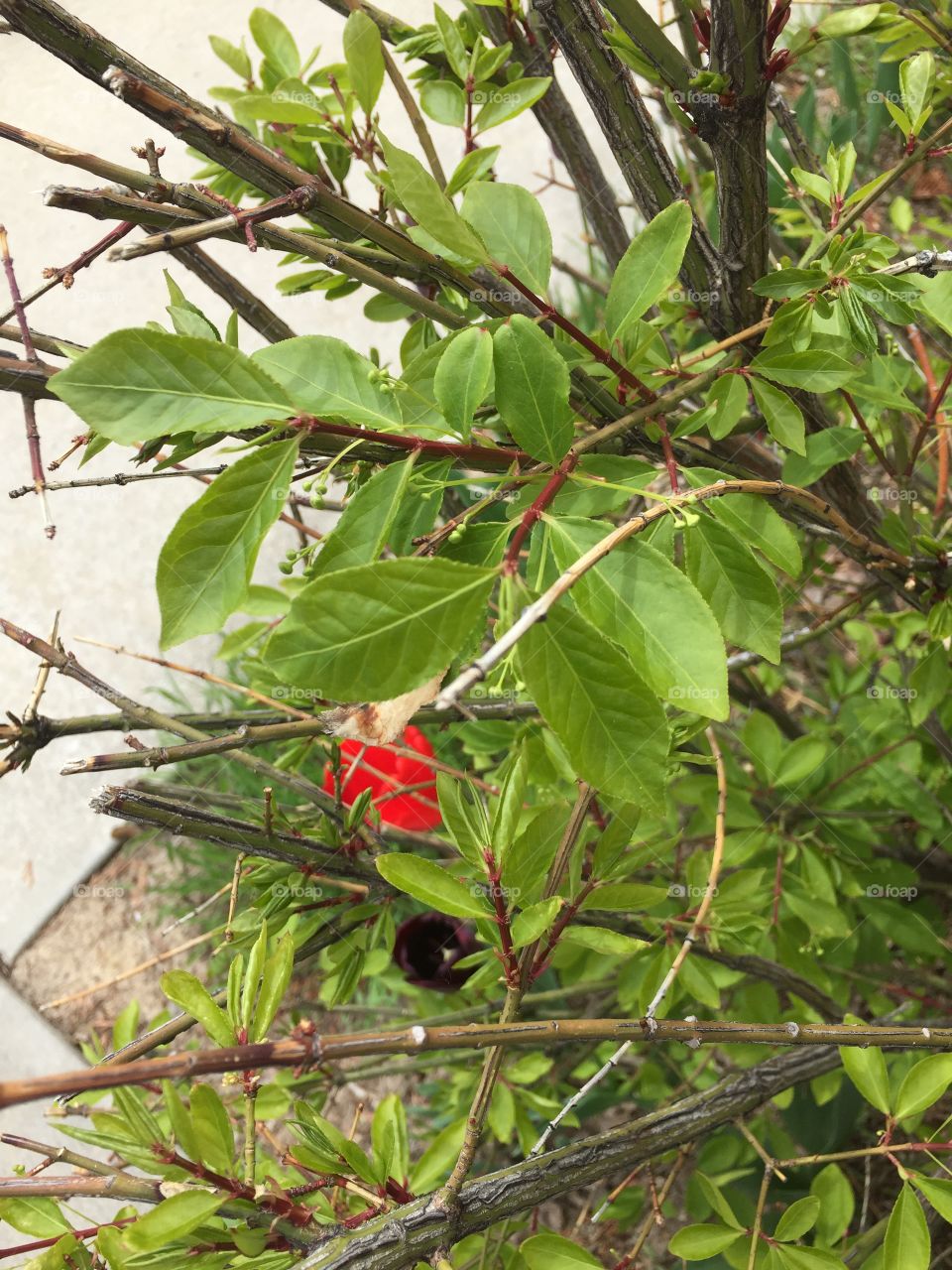 Purple and Red Tulips in a Tree