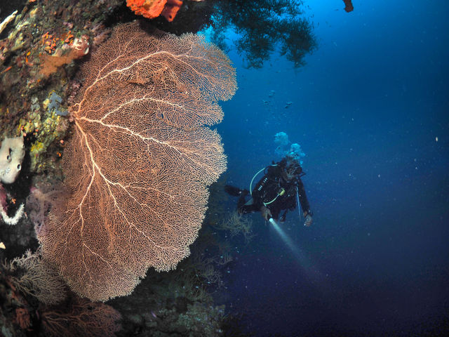 a coral