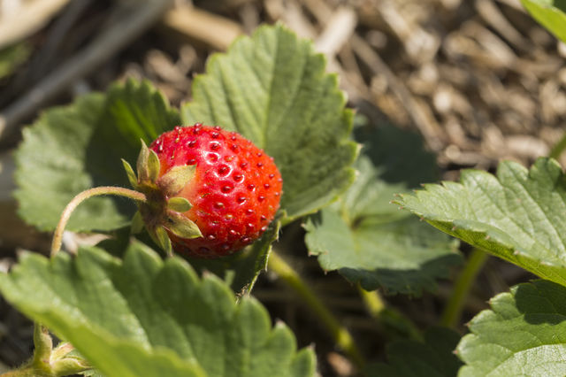 Strawberry