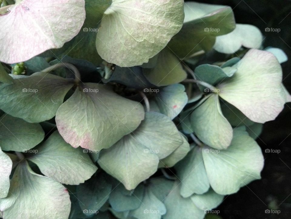Fading hydrangea flower