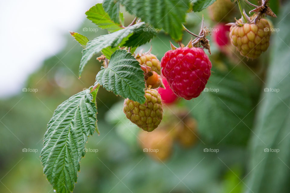 Close-up of raspberry