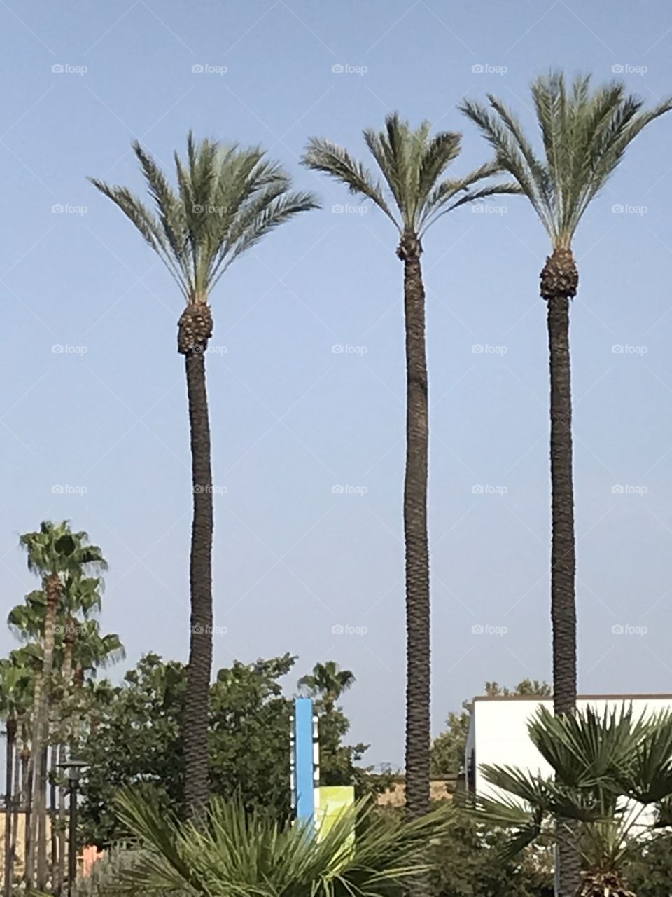 Three tall palm trees in the city.