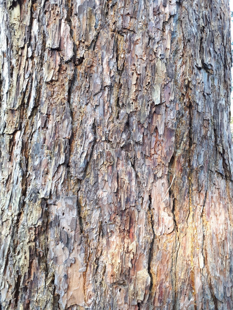 Tree bark