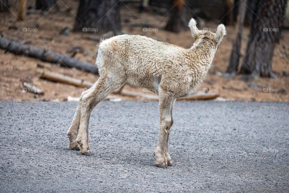 Goat on the road