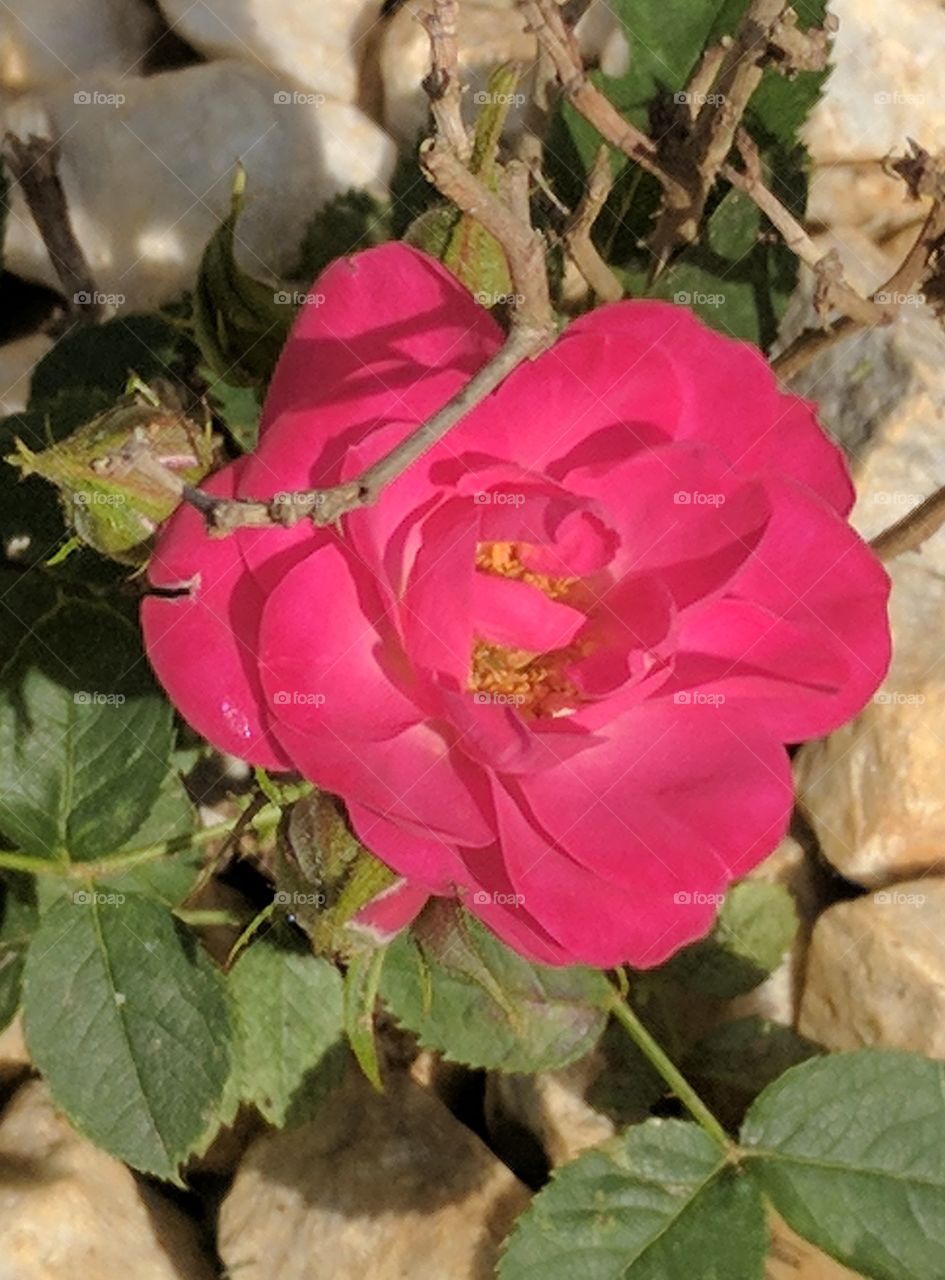 Muffin's Pink Rose