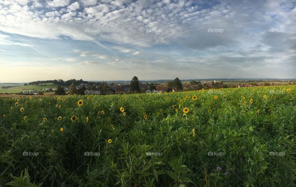 Sonnenblumenfeld 🌻