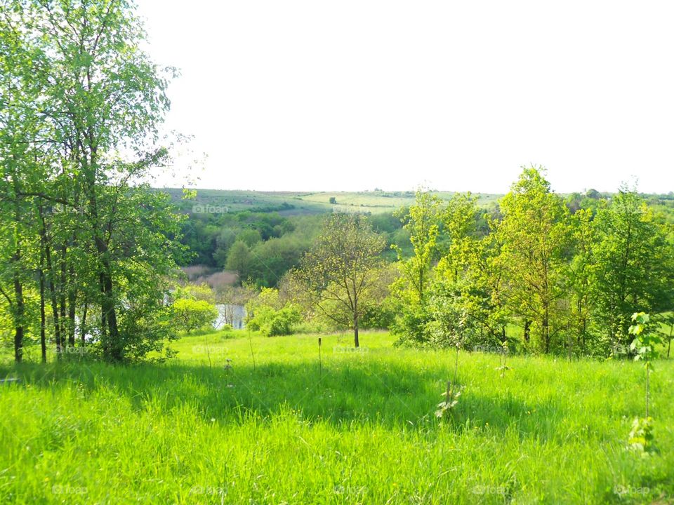 green landscape