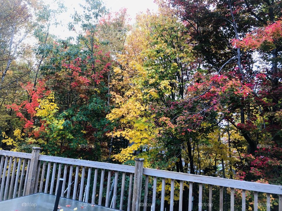 Autumn from the back deck