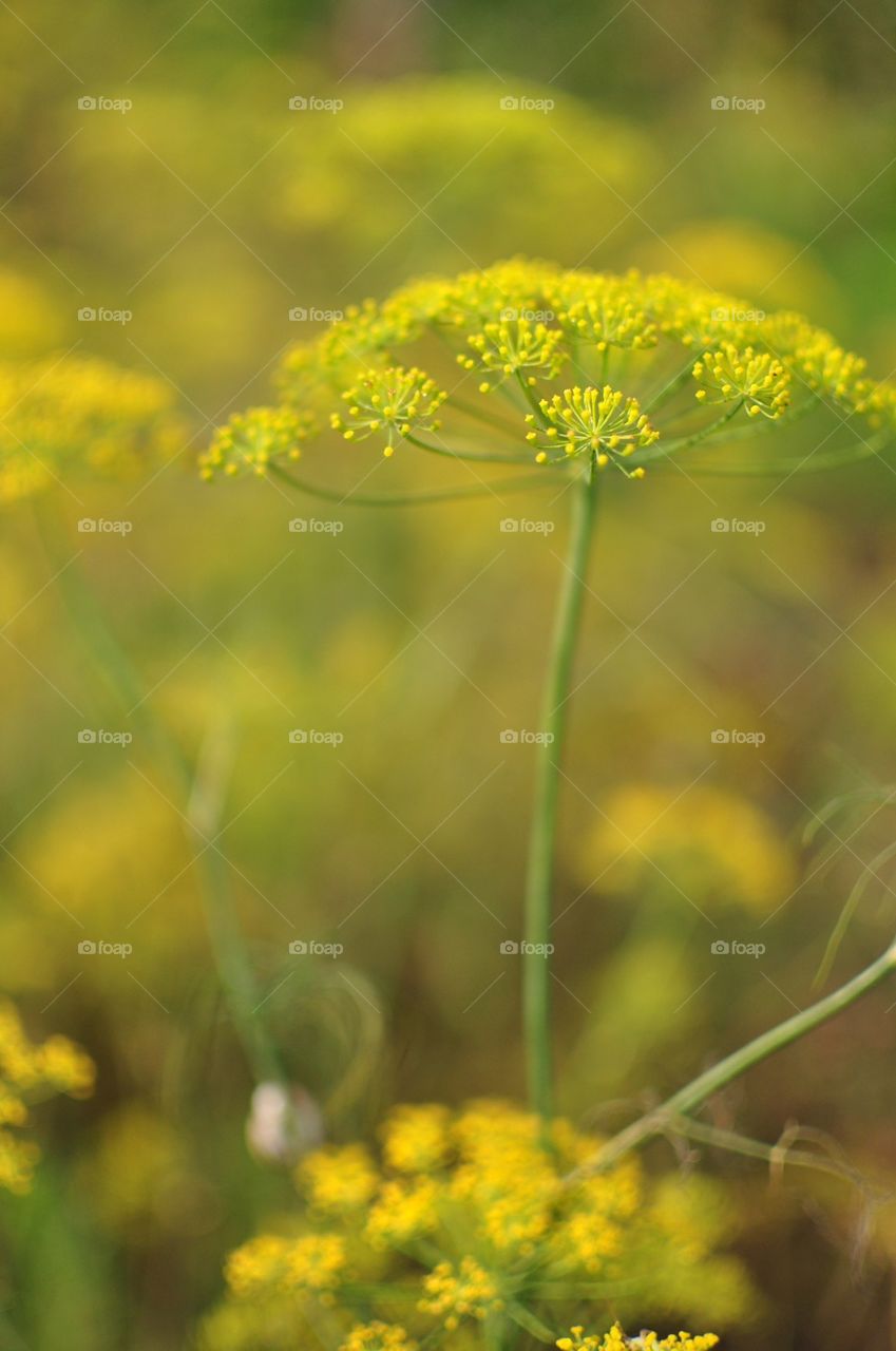 Summer abstract nature background 