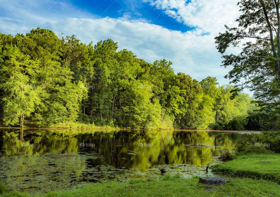 Sunny lake scenic view with trees 