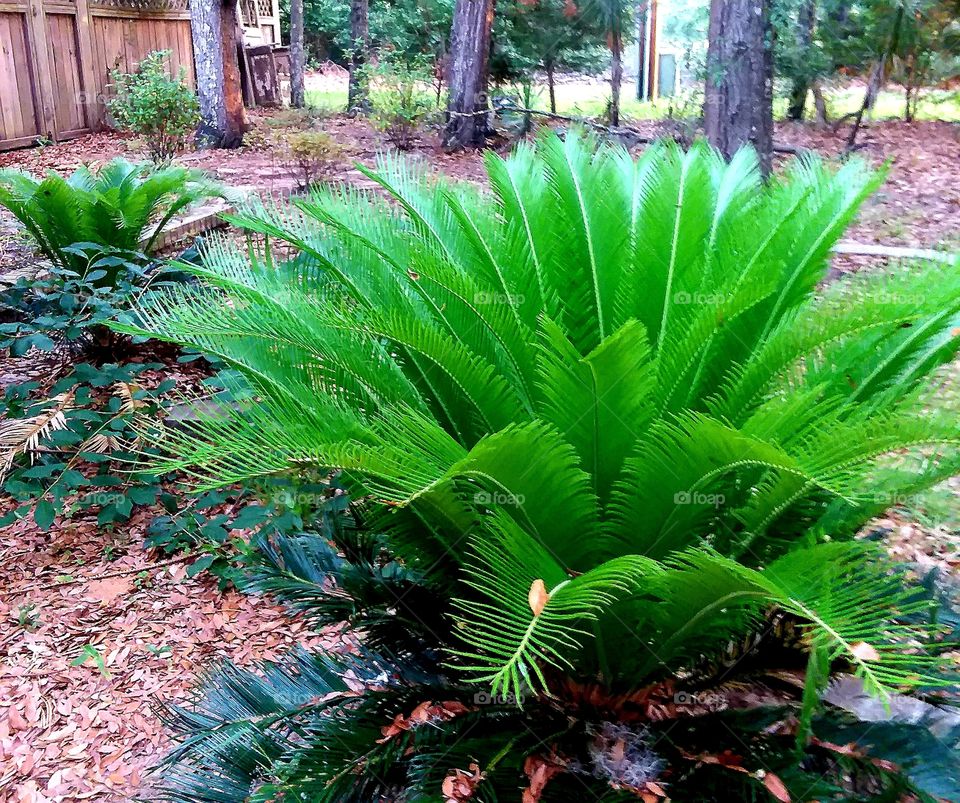 Sago palm knew growth opening up
