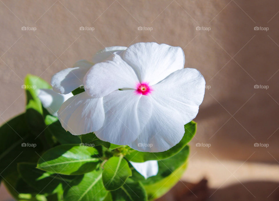 Vinca flower with pink center