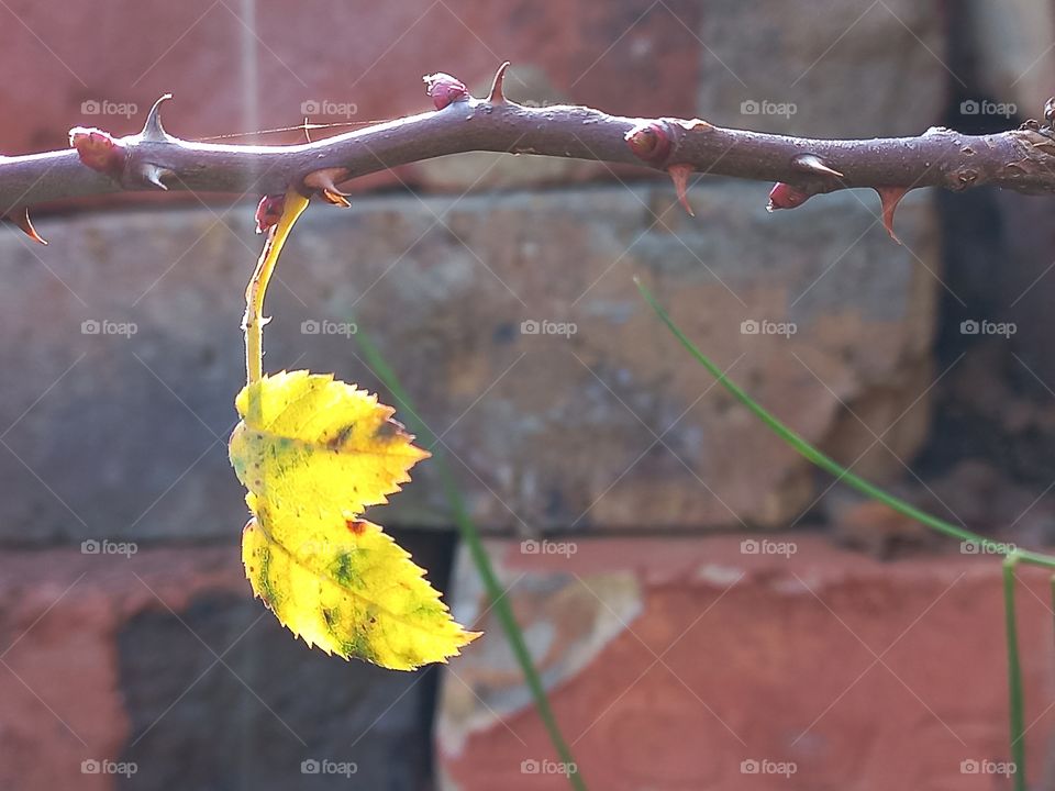 sprig of rose hips and small yellow leaves in autumn