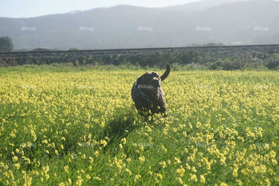 Nature#greengrass#dog#yellow