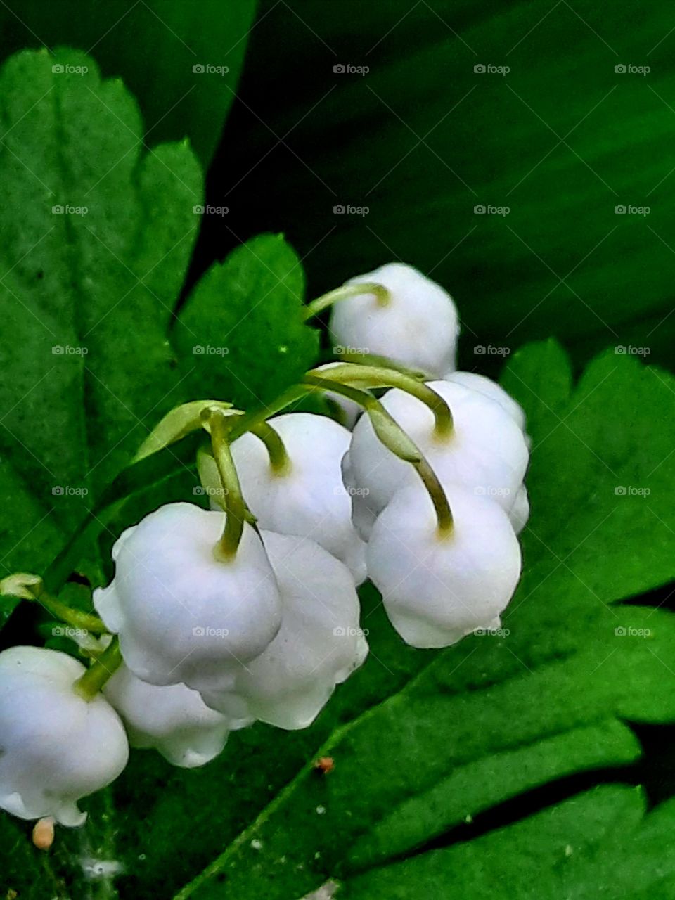lilly of the valey - white flowers