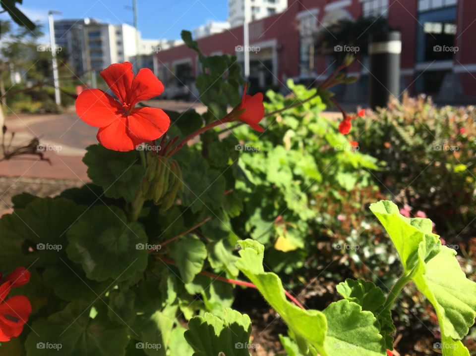 Red flowers on the street
