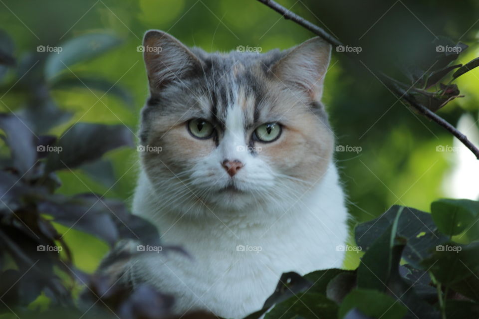 Brown, gray and white colored calico cat in bushes