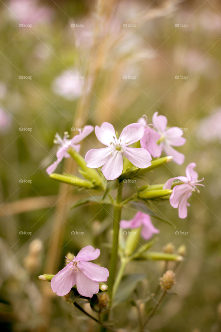 Wildflowers in the Colorado wilderness on a hike to a nearby lake. 