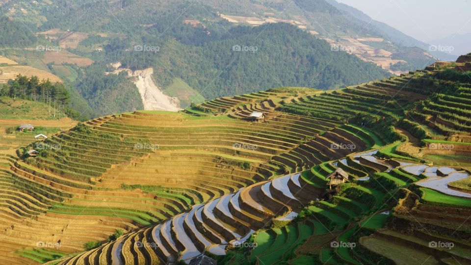 Terraces fields, MU CANG CHAI district, YEN BAI province, Viet Nam