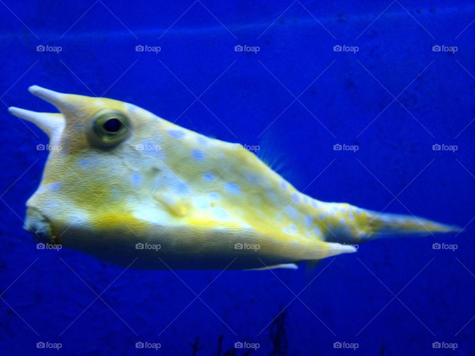 yellow cow fish eyeing on you by 2lucky4u