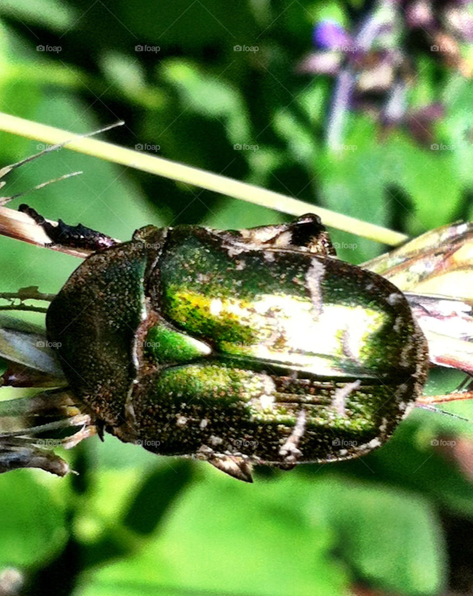 green bug metallic by chattis