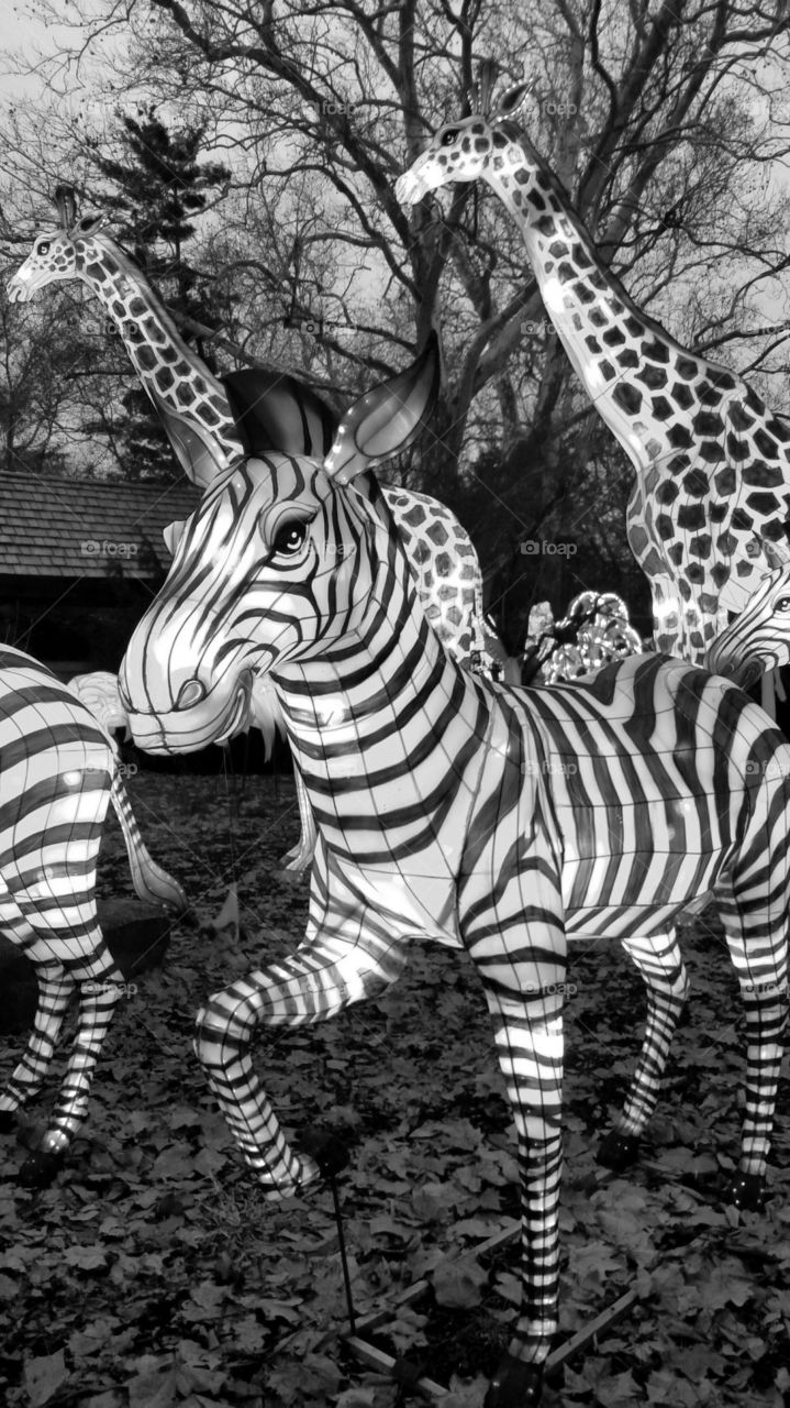 black and white zebra giraffe abstract Africa wildlife Chinese lanterns