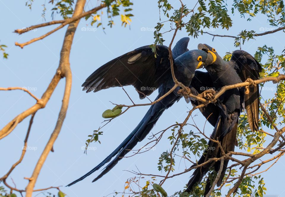 Casal de Araras azuis Namorando