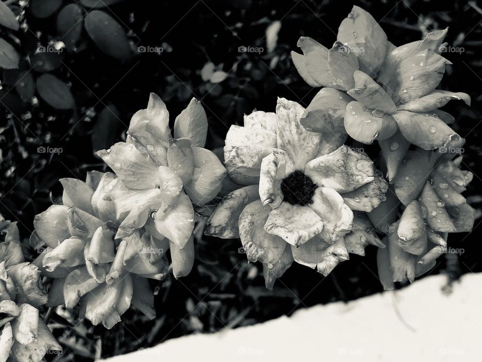 Black and white of wilting roses on a curb in Texas. 