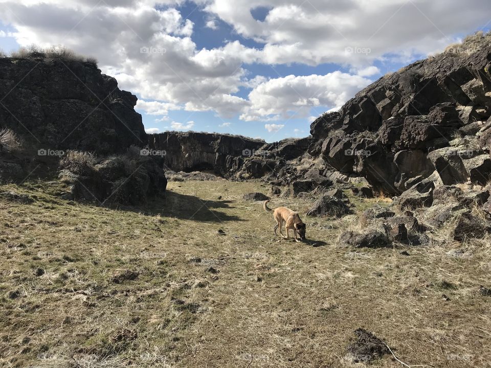 Out in nature. A dog exploring, is surrounded by rock formations that have been forged in years of formation. The blue partly cloudy sky hovers above.