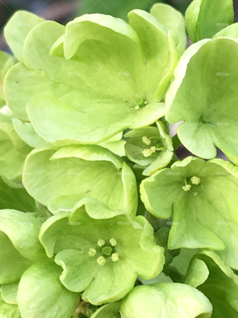 Light green blooms 