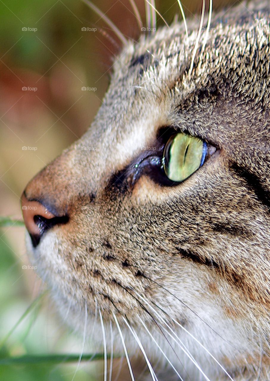 Tabby cat with green eyes close up