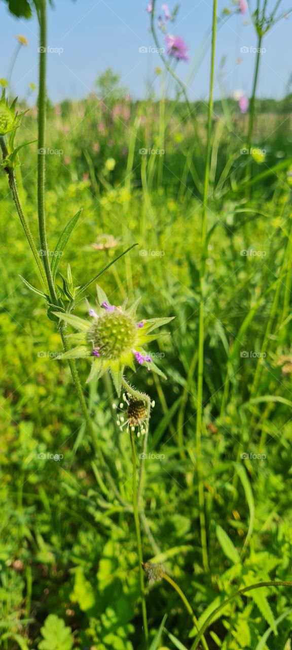 wildflower