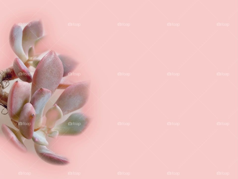 Backgrounds, copy space, pink succulent against pink background 