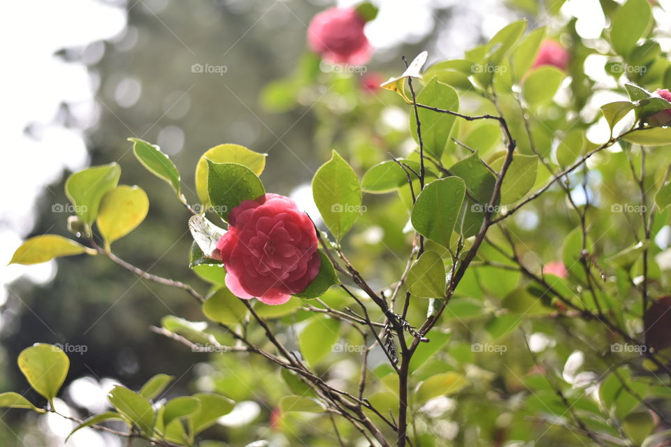 In the garden after rain