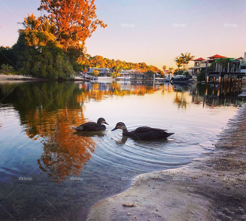 Ducks on the Canal in Autumn 