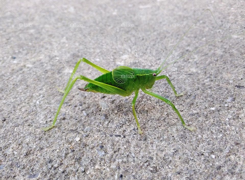 grasshopper