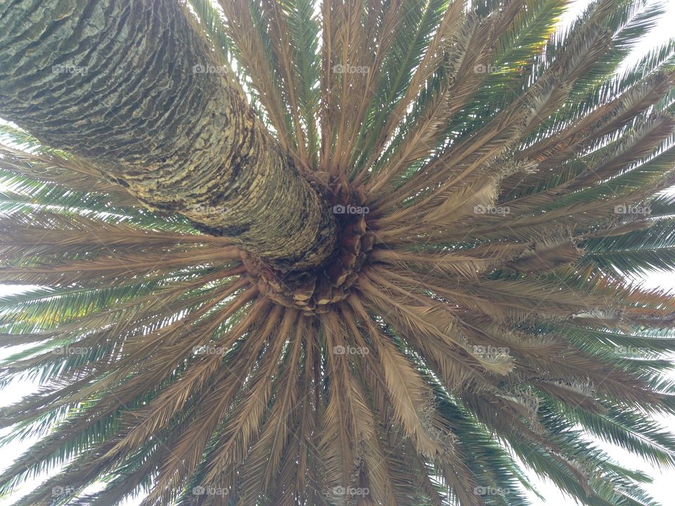 Palm tree looking up under tree canopy foliage