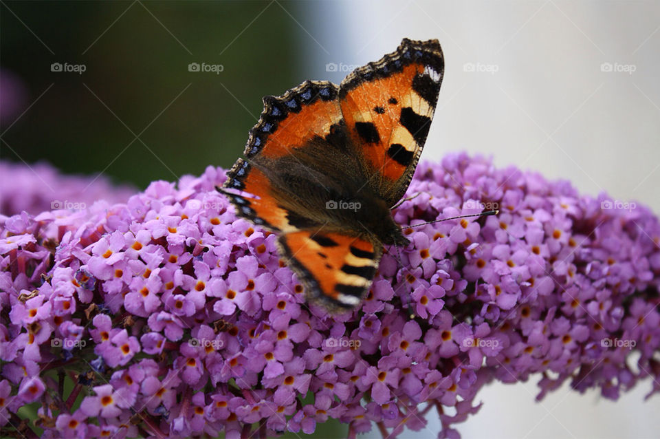 nature flower purple summer by pellepelle