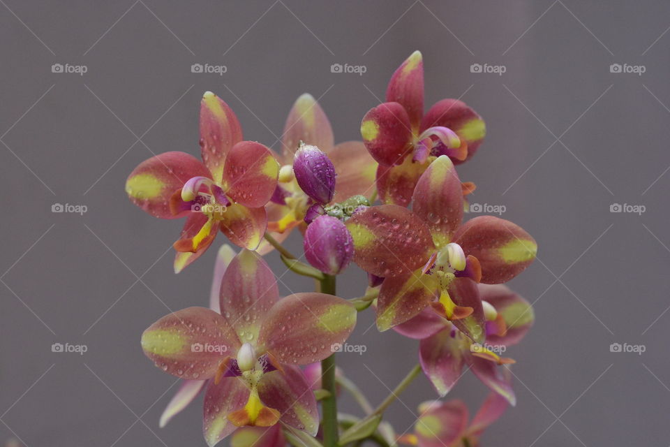 Close up photography of a lotus flower 