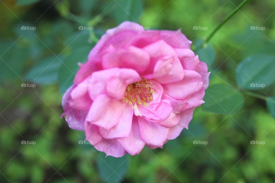 Camellia in bloom