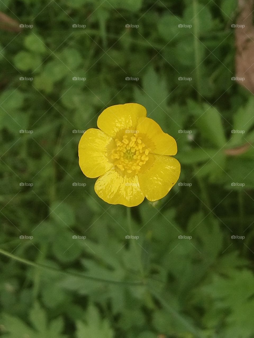 Yellow flower