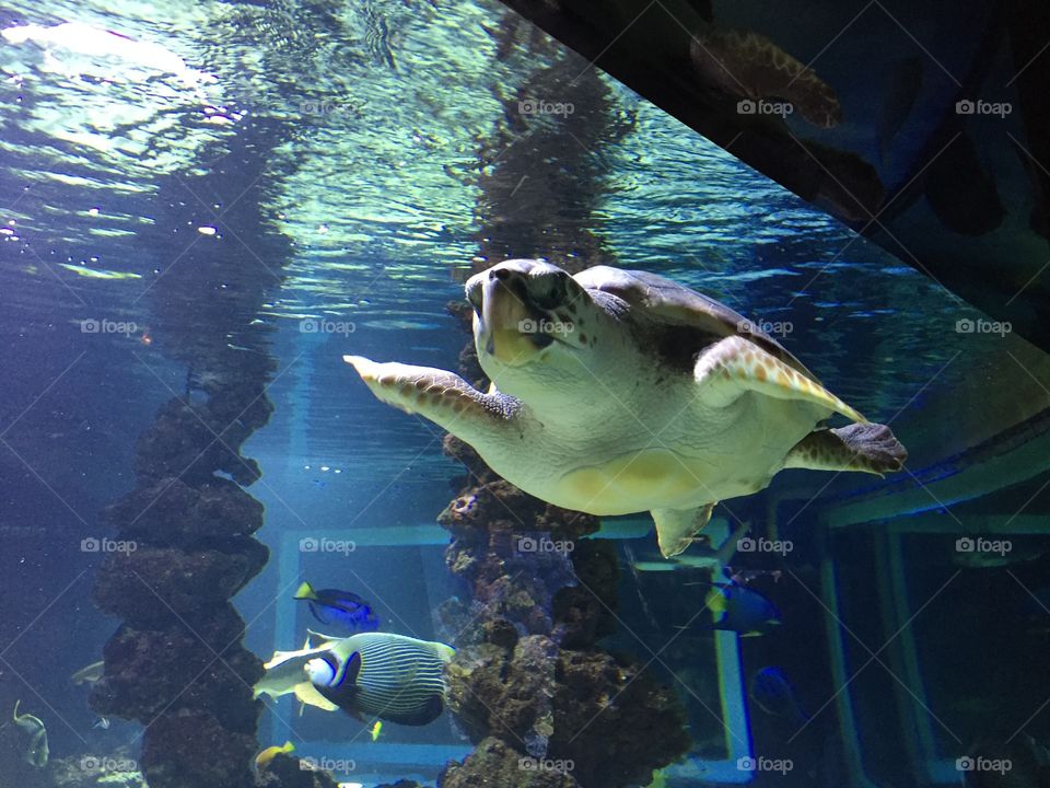 Turtle it's good swimming