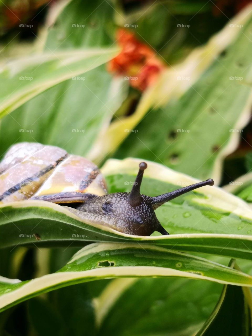 Snail in my garden