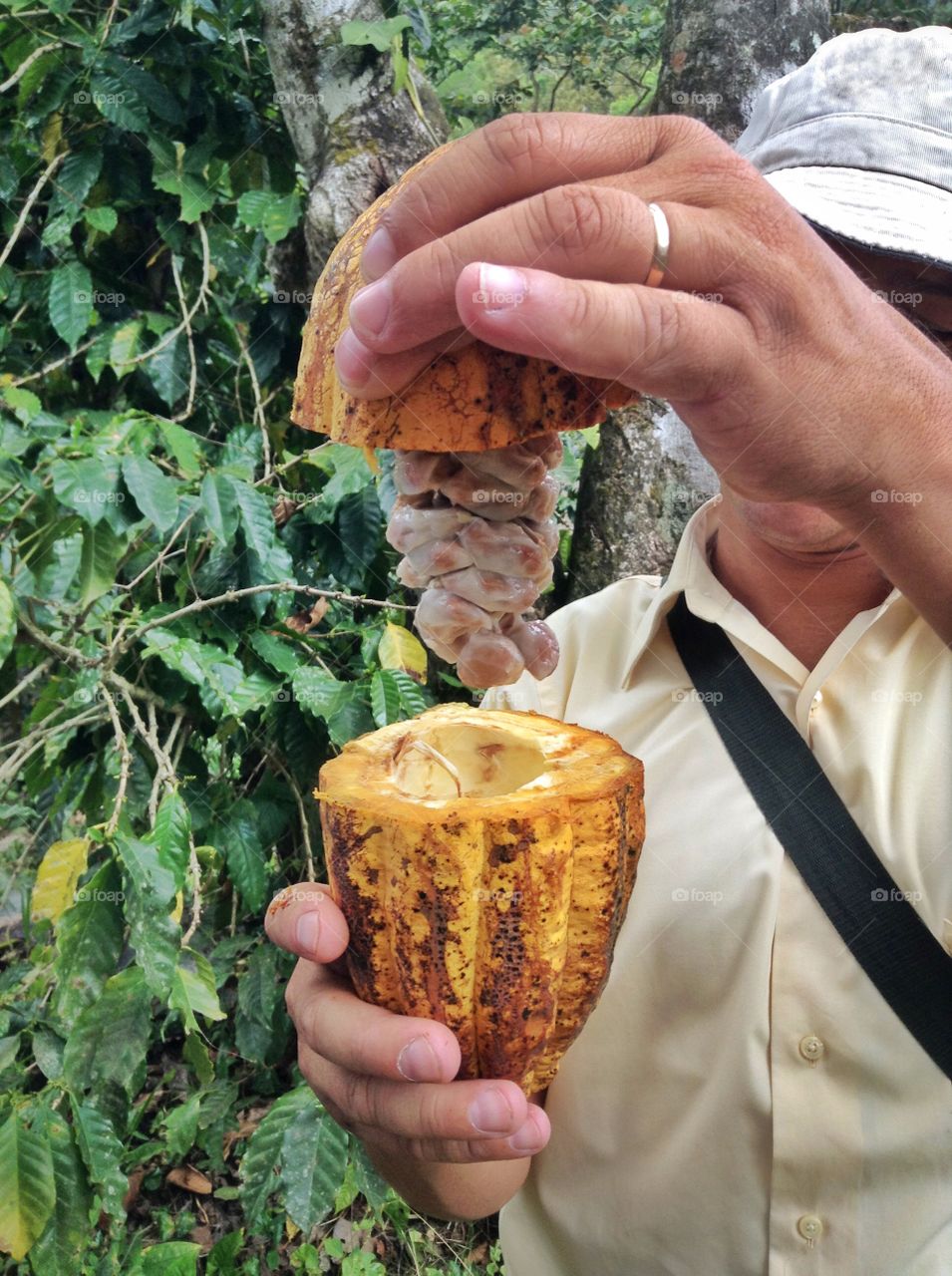 Cocoa seeds in fruit.