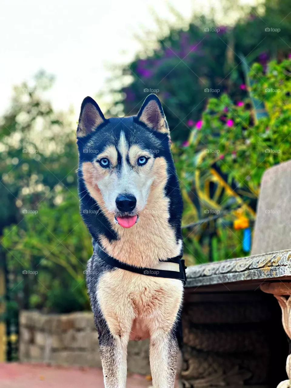 Husky