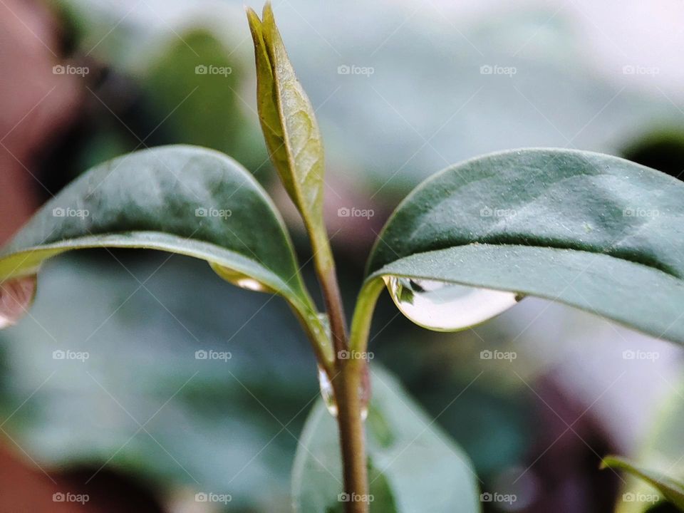 Rain- droplets