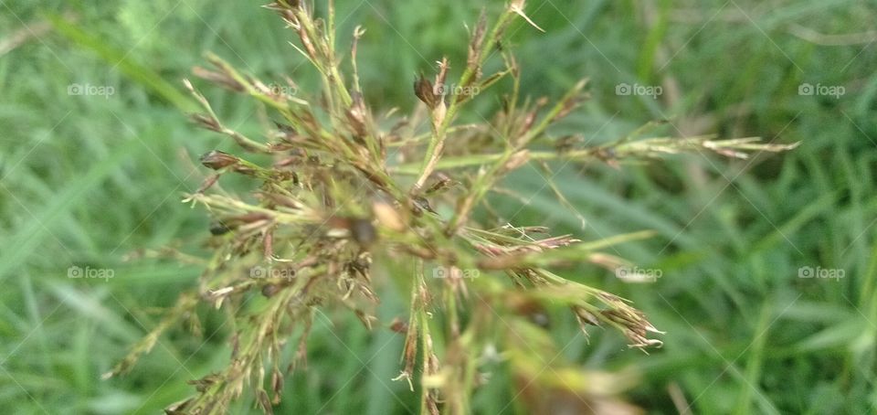this is beautiful and unique of forest flowers. the leafs of this flowers is very Sharp its could slice your skins..