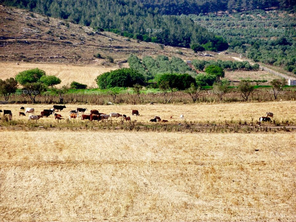 Stunning views and cows gather grass