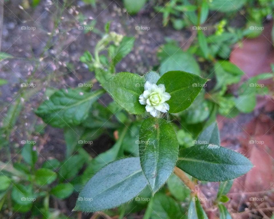 White flower on the garden